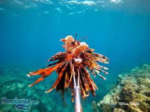 lionfish