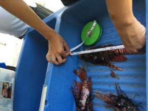 measuring each specimen