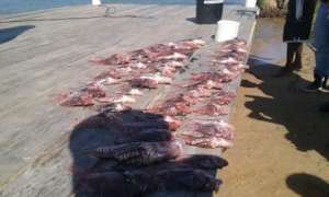 most catch, 71 lionfishes