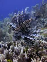 Lion Fish in Roatan Waters