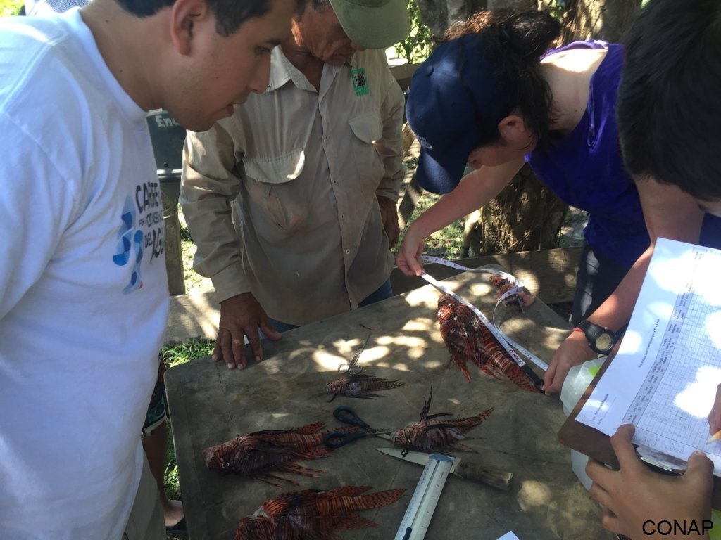 Control of Lionfish in the Mesoamerican Reef
