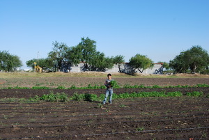 A Child Collects Produce in the Garden