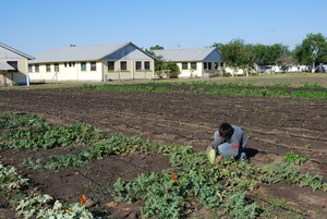 Harvesting Watermelons