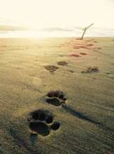 Fresh jag-prints on the beach