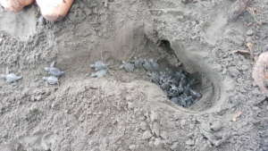 One of the turtle nests we studied