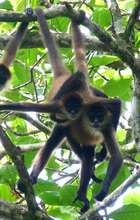 Spider Monkeys