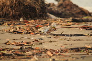 Red Knot - by Kate Holmes