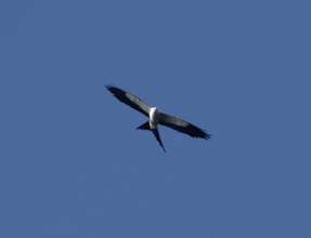 Swallow-tailed Kites