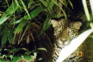 Jaguar caught on a camera trap