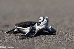 The hatchling heading to the Ocean