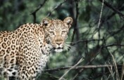 Save the Rainforest: Protect Jaguars and Wildlife