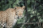 Save the Amazon: Protect Jaguars and Wildlife