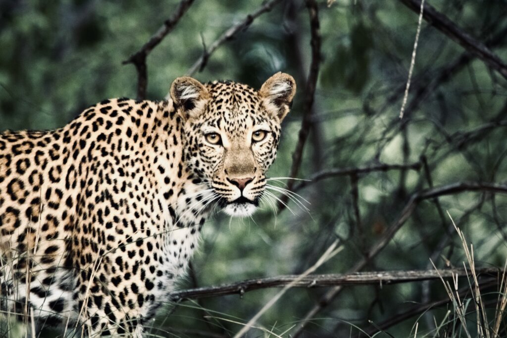 Save the Amazon: Protect Jaguars and Wildlife