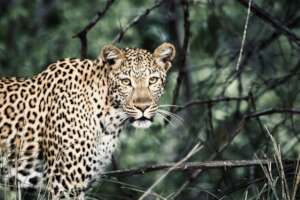 Save the Amazon: Protect Jaguars and Wildlife