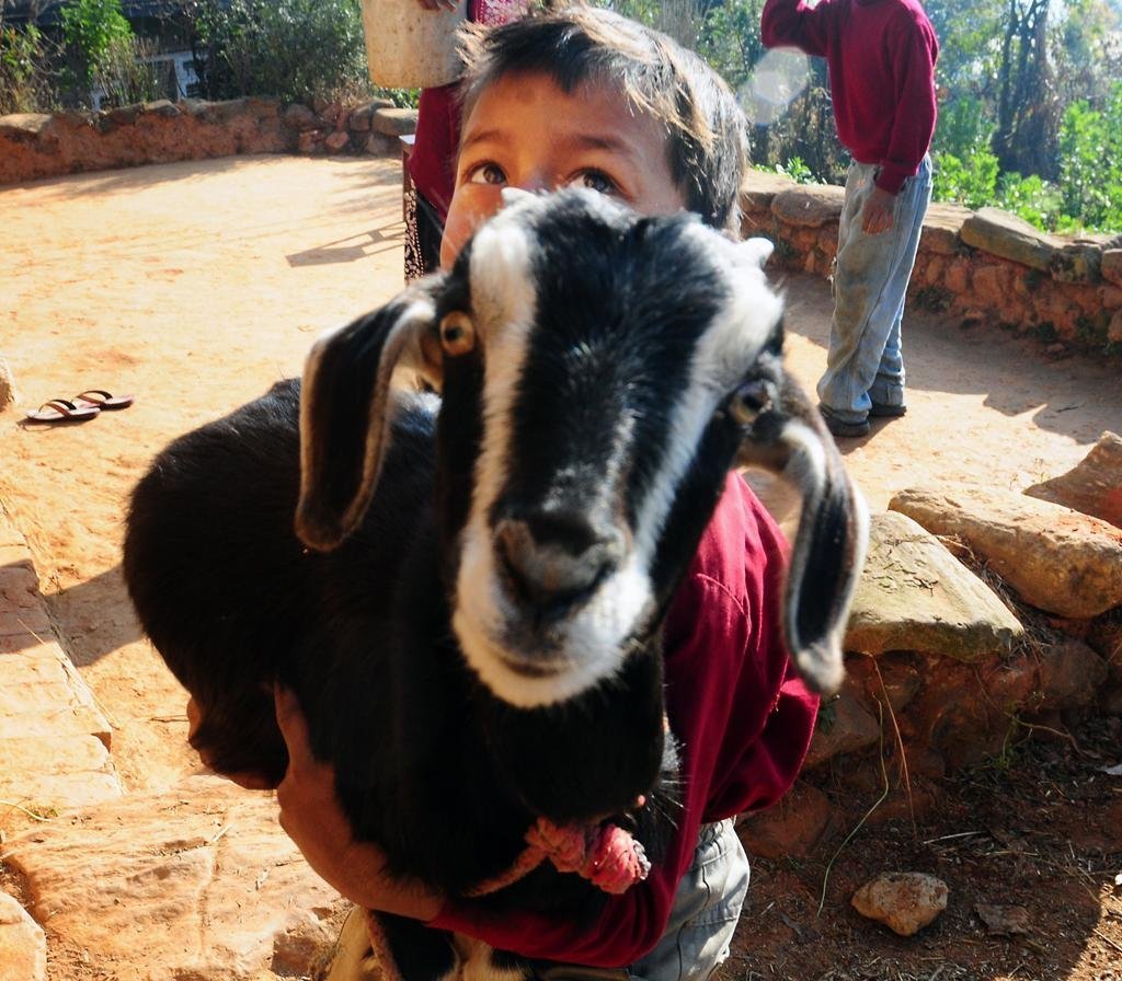 WACN boy with goat.