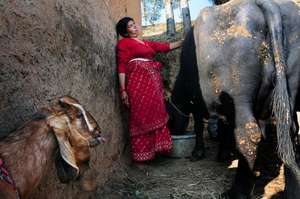 Sibitri and her buffalo
