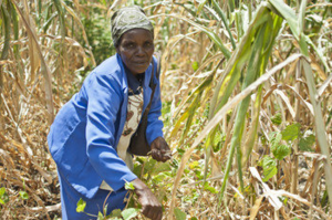 Cecilia Mwangi - ActionAid International
