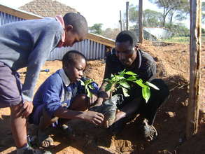 Students plant seedlings - Kenya Rainwater Assoc.