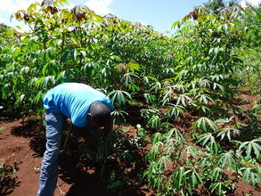 Isaac inspecting his cassava crop