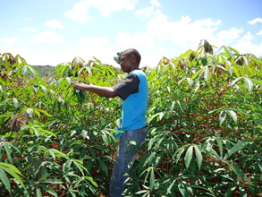Isaac inspecting his cassava crop