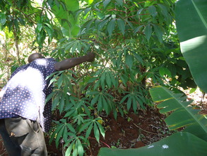 Njoroge in cassava field