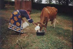 Ekila feeding her cow