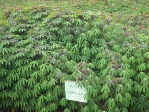 Cassava plants in cultivation