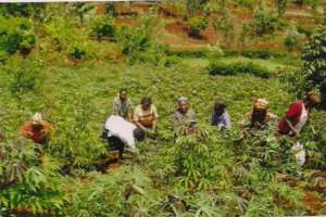 Women tending cassava