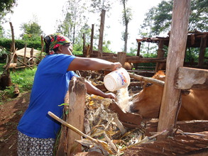 Rachel feeding cassava to her cow