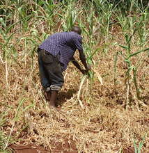 Mr. Muchoki in maize field-note dying maize