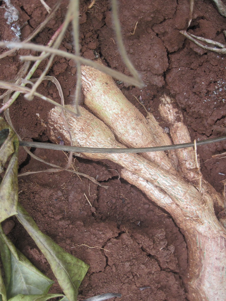 Cassava growing for food security in Kenya
