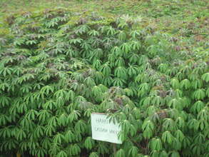Cassava variety in demonstration plot