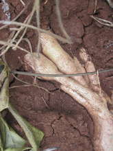 Cassava tuber