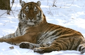 Help Tiger Rehabilitation Center in Russia
