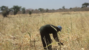 Harvesting sorghum.