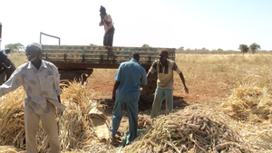The harvest.