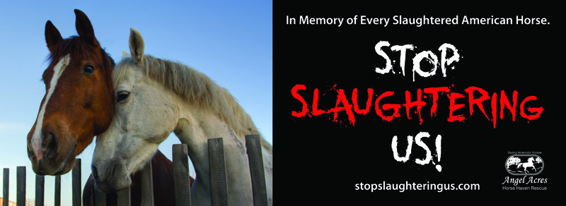 Anti Horse Slaughter Billboards Across America!