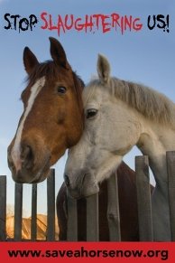 Anti Horse Slaughter Billboards Across America!