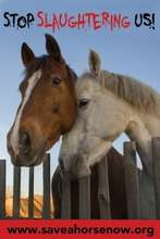 Anti Horse Slaughter Billboards Across America!