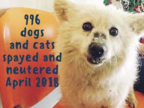 996 spays and neuters in April 2018!