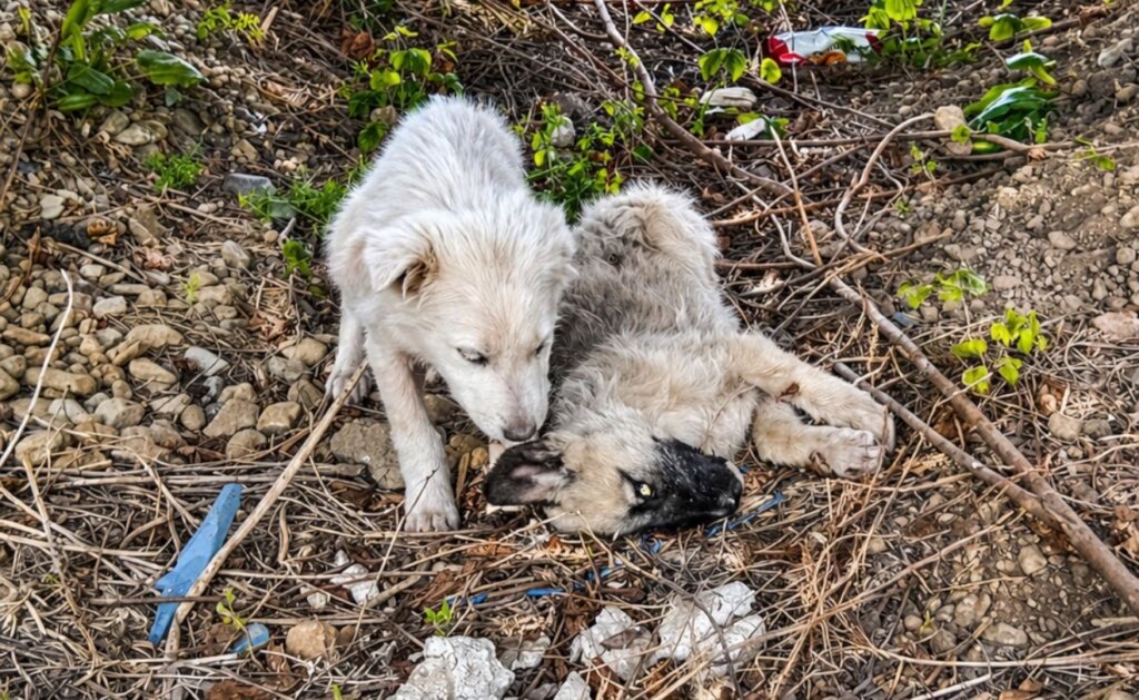 puppy rescued by us, found next to dead sibling
