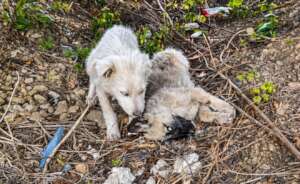 puppy rescued by us, found next to dead sibling