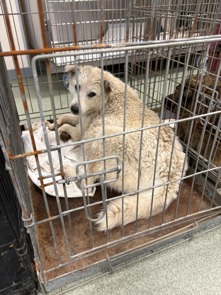 captured at a cemetary and brought for vet care