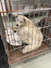 captured at a cemetary and brought for vet care