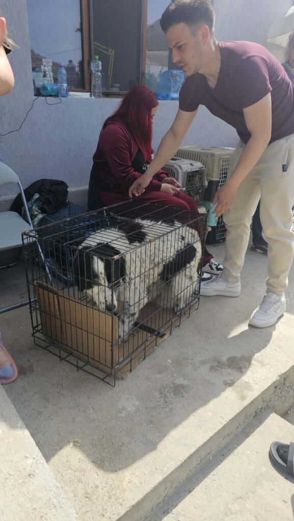 brought from neighborhood for spaying