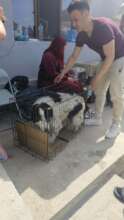 brought from neighborhood for spaying