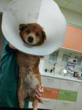 Tiny at Center of Hope with tumor before surgery