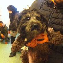 Man adopted dog after treatment from car accident