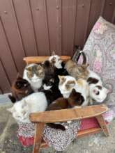 cat rescuer gets vet help