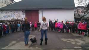 Learning about dogs in Sighetu